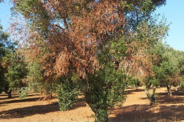 Aggiornamento delle aree delimitate alla “Xylella fastidiosa"
