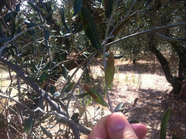 INTERVENTI DI LOTTA OBBLIGATORIA ALLA XYLELLA FASTIDIOSA NEL TERRITORIO COMUNALE - 2019